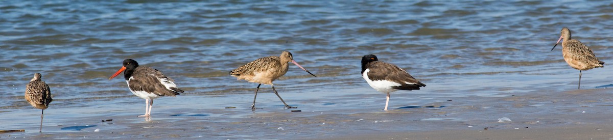 Marbled Godwit - ML644883534