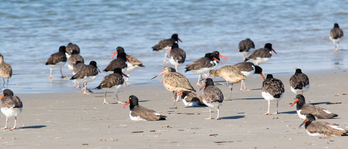 Marbled Godwit - ML644883535