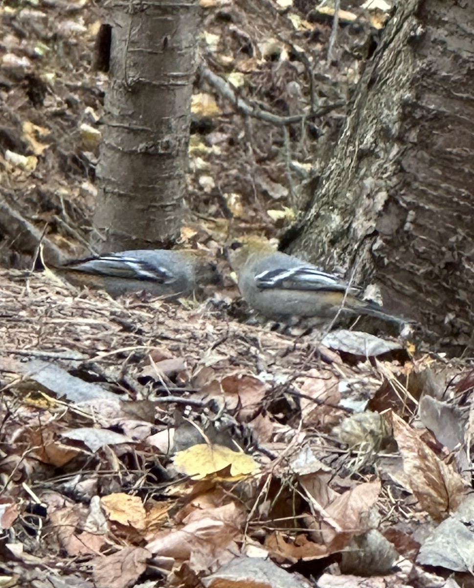 Pine Grosbeak - ML644883536