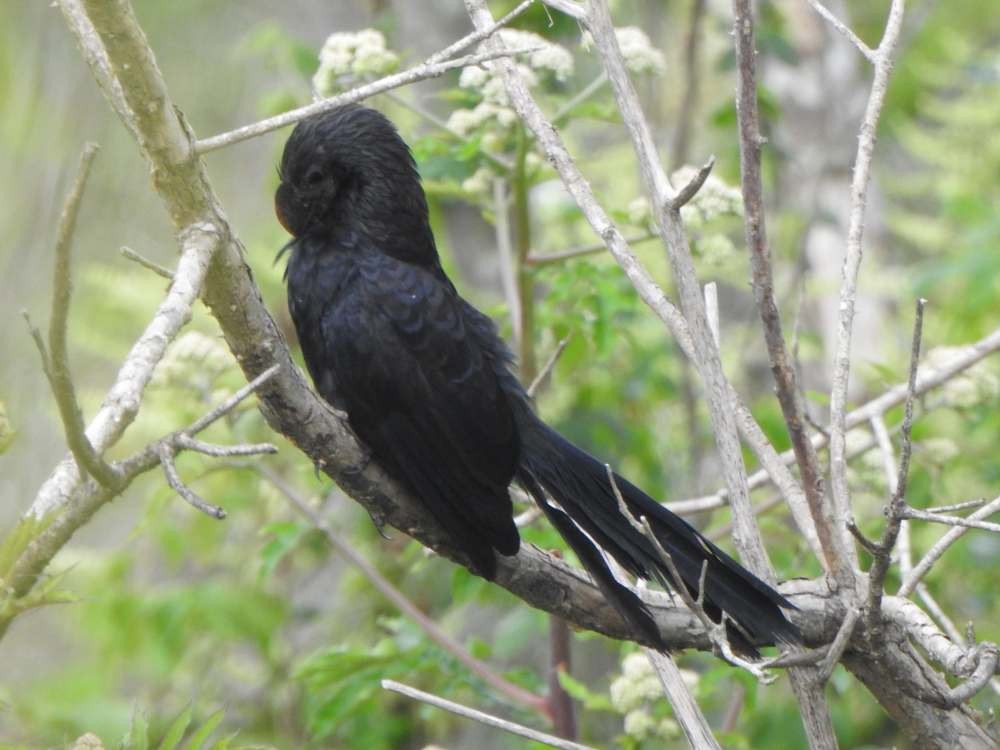 glattnebbani - ML644883537