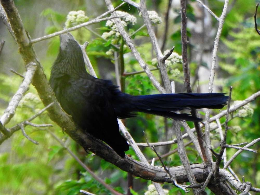 glattnebbani - ML644883541