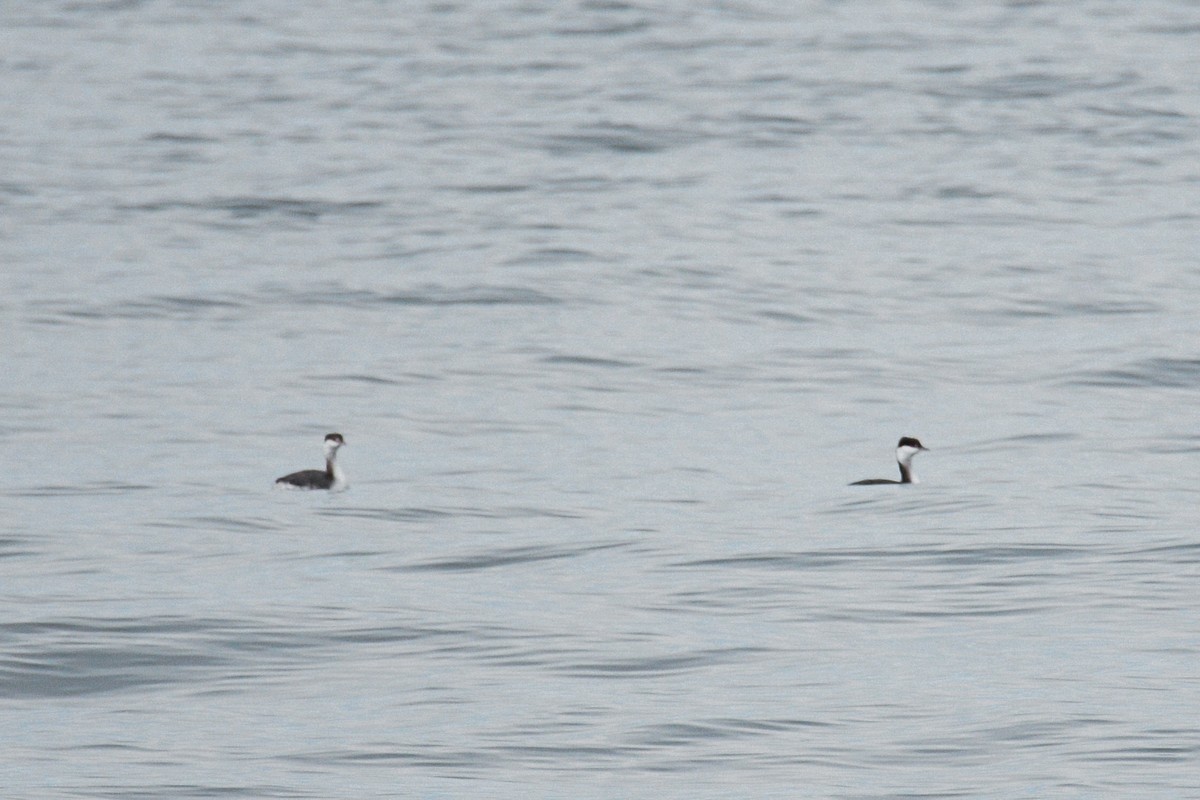 Zampullín Cuellirrojo - ML644883543