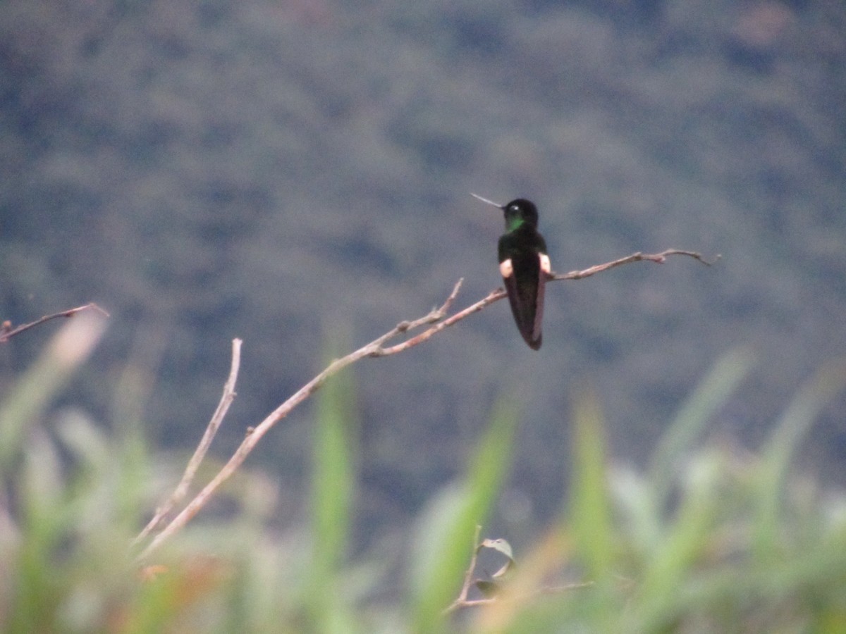 Buff-winged Starfrontlet - ML644883545