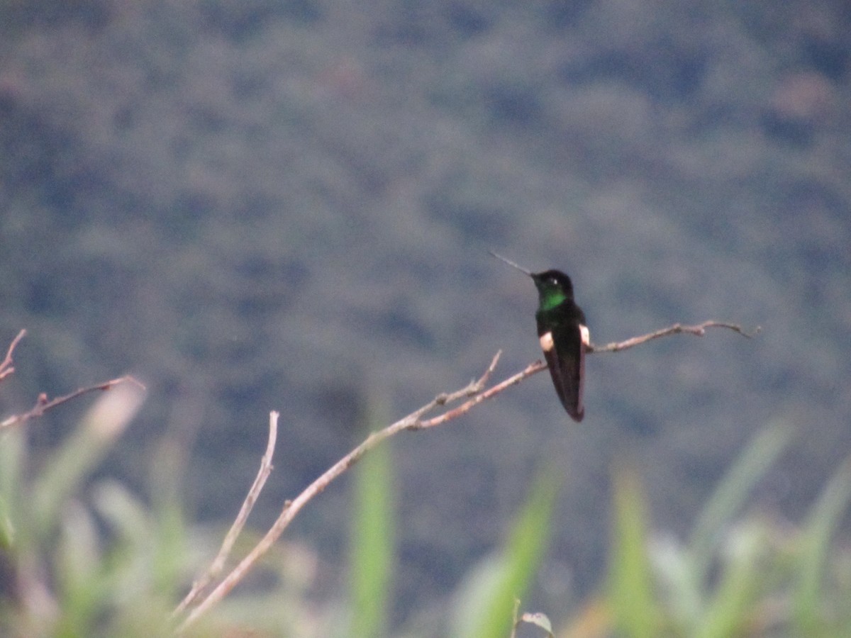 Buff-winged Starfrontlet - ML644883546