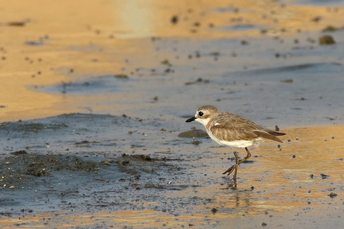 Tibetan Sand-Plover - ML644883554