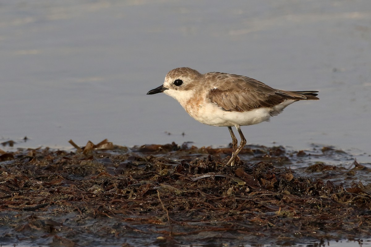 Tibetan Sand-Plover - ML644883555
