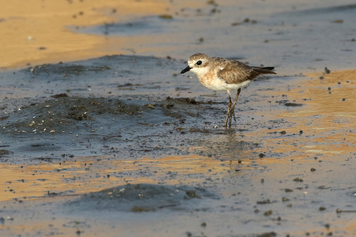 Tibetan Sand-Plover - ML644883556