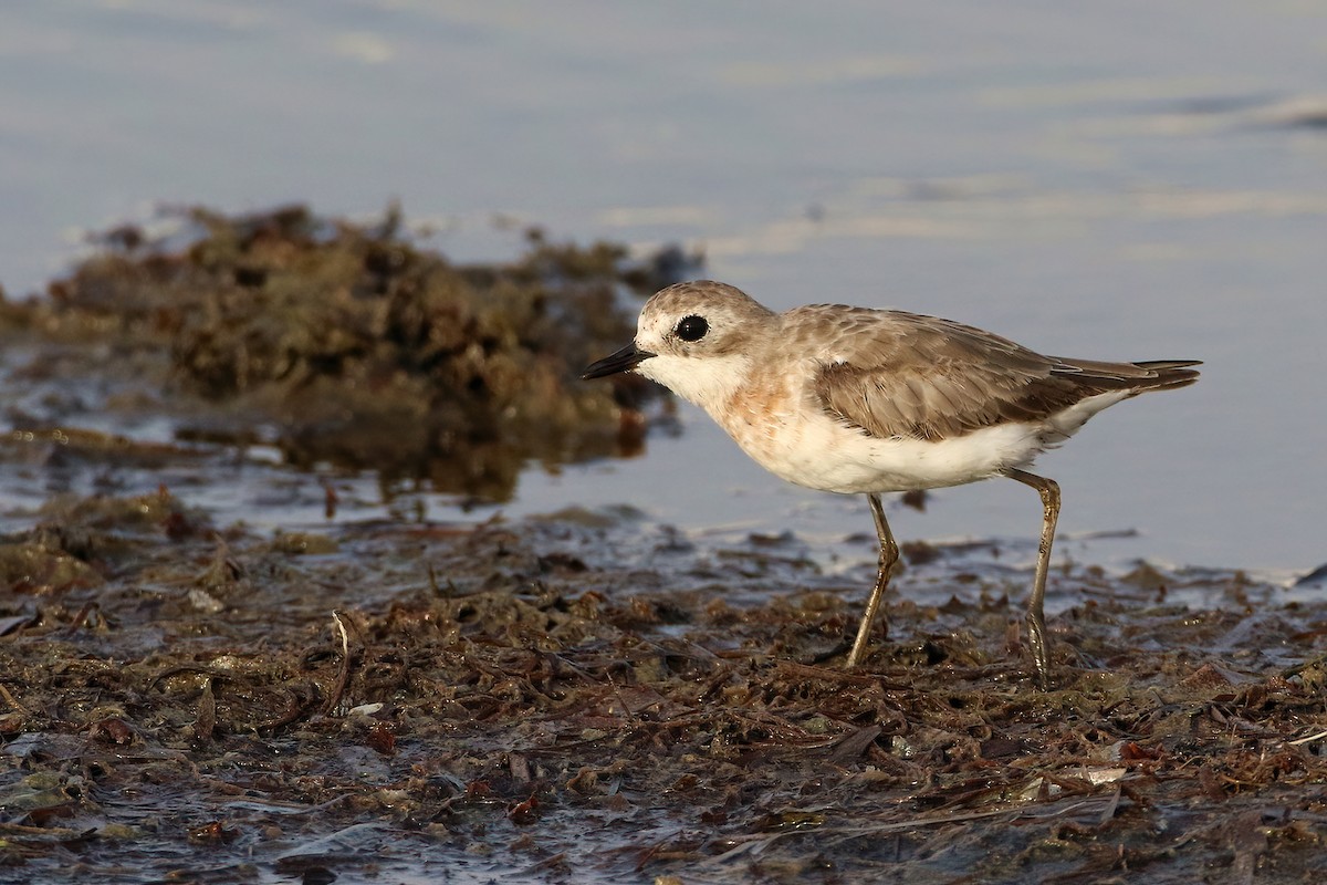 Tibetan Sand-Plover - ML644883557