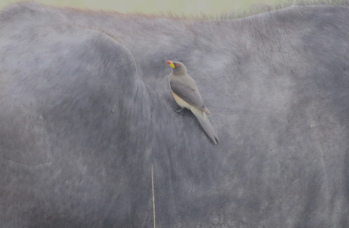 Sarı Gagalı Kenekuşu - ML644883573