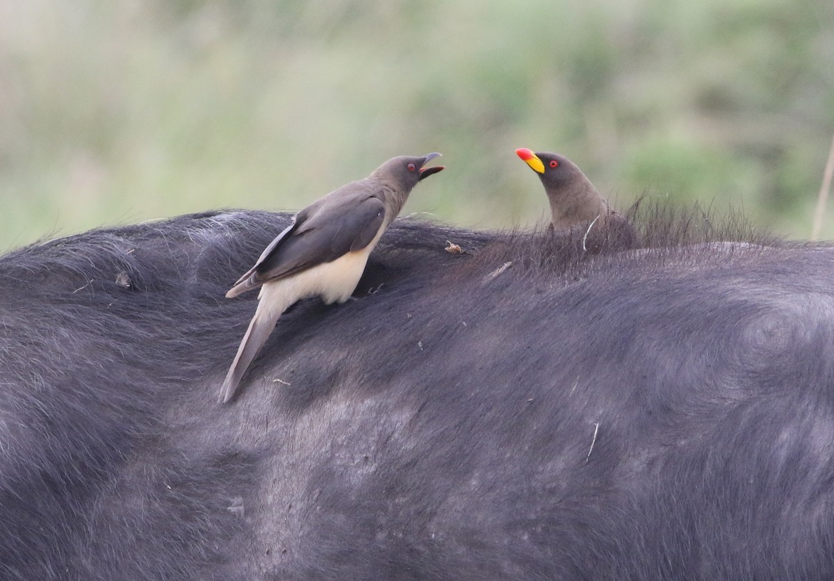 Sarı Gagalı Kenekuşu - ML644883575