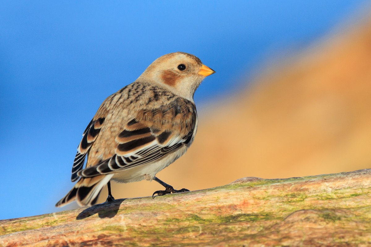 Snow Bunting - ML644883587