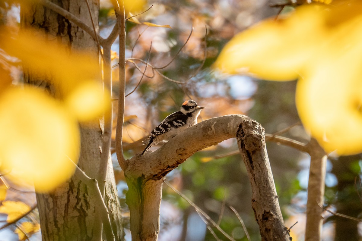 Dunenspecht - ML644883591