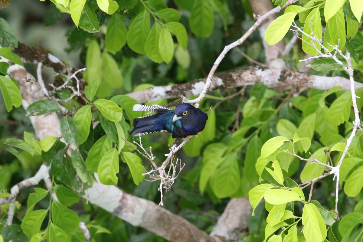 Amazonian Violaceous Trogon - ML644883599