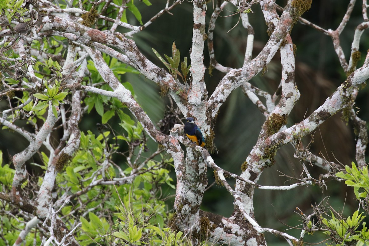 Amazonian Violaceous Trogon - ML644883600