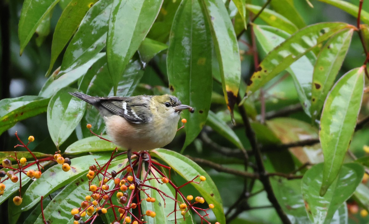 Пісняр-лісовик каштановий - ML644883605