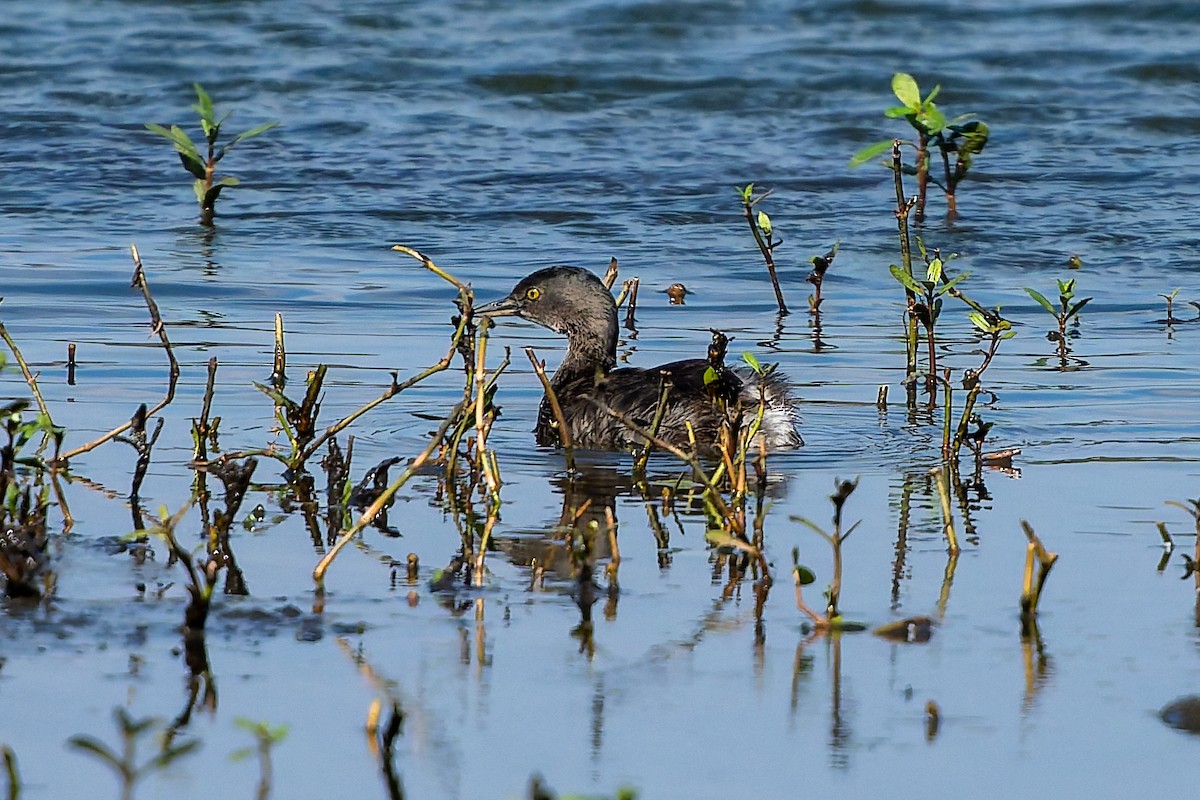 Least Grebe - ML644883613