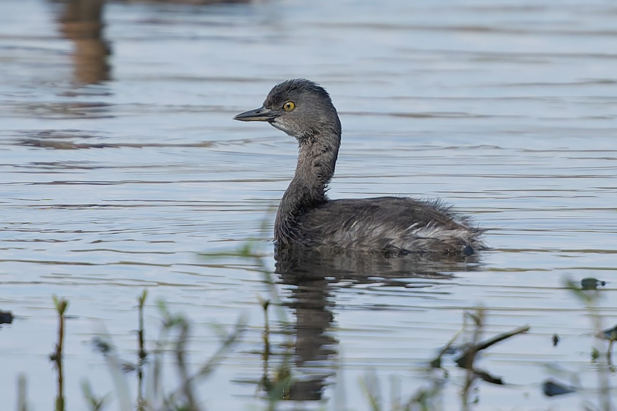 Least Grebe - ML644883614