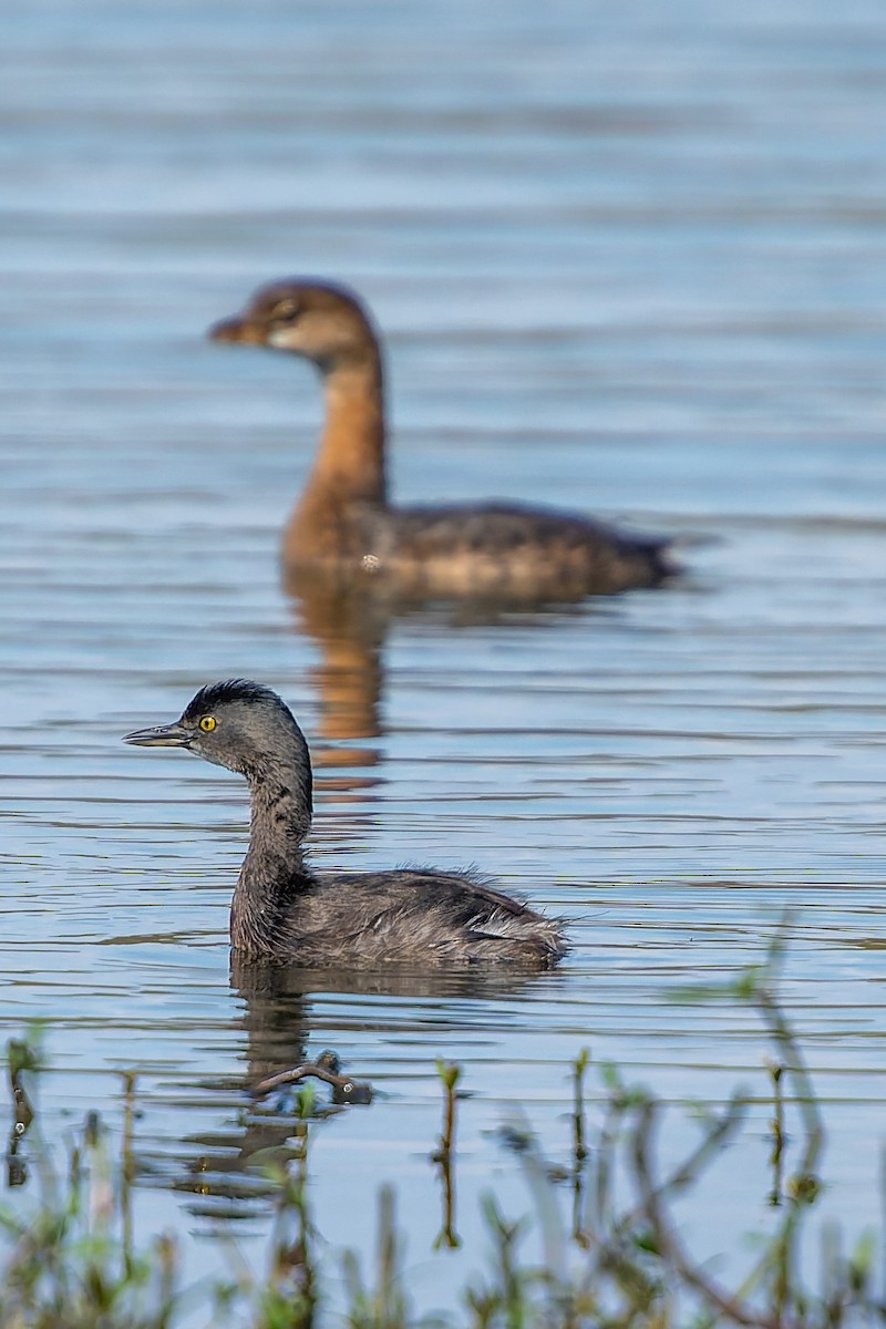 Least Grebe - ML644883615