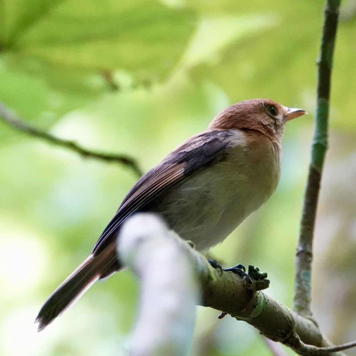 Tahiti Monarch - ML644883617