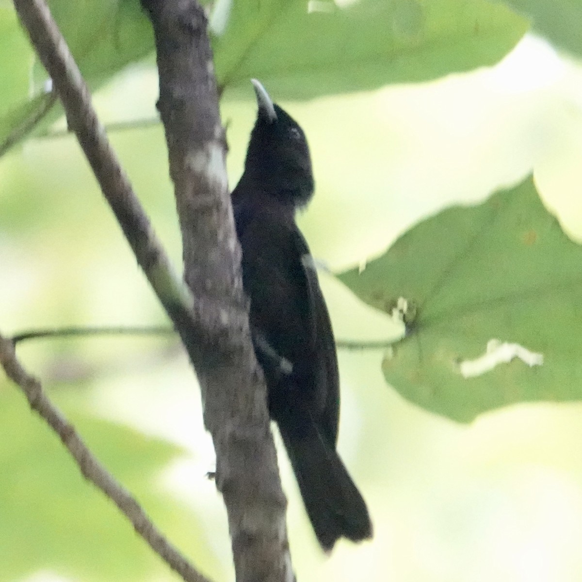 Tahiti Monarch - ML644883618