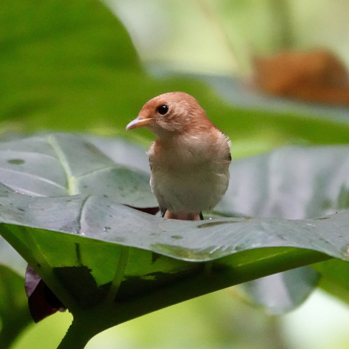 Tahiti Monarch - ML644883619