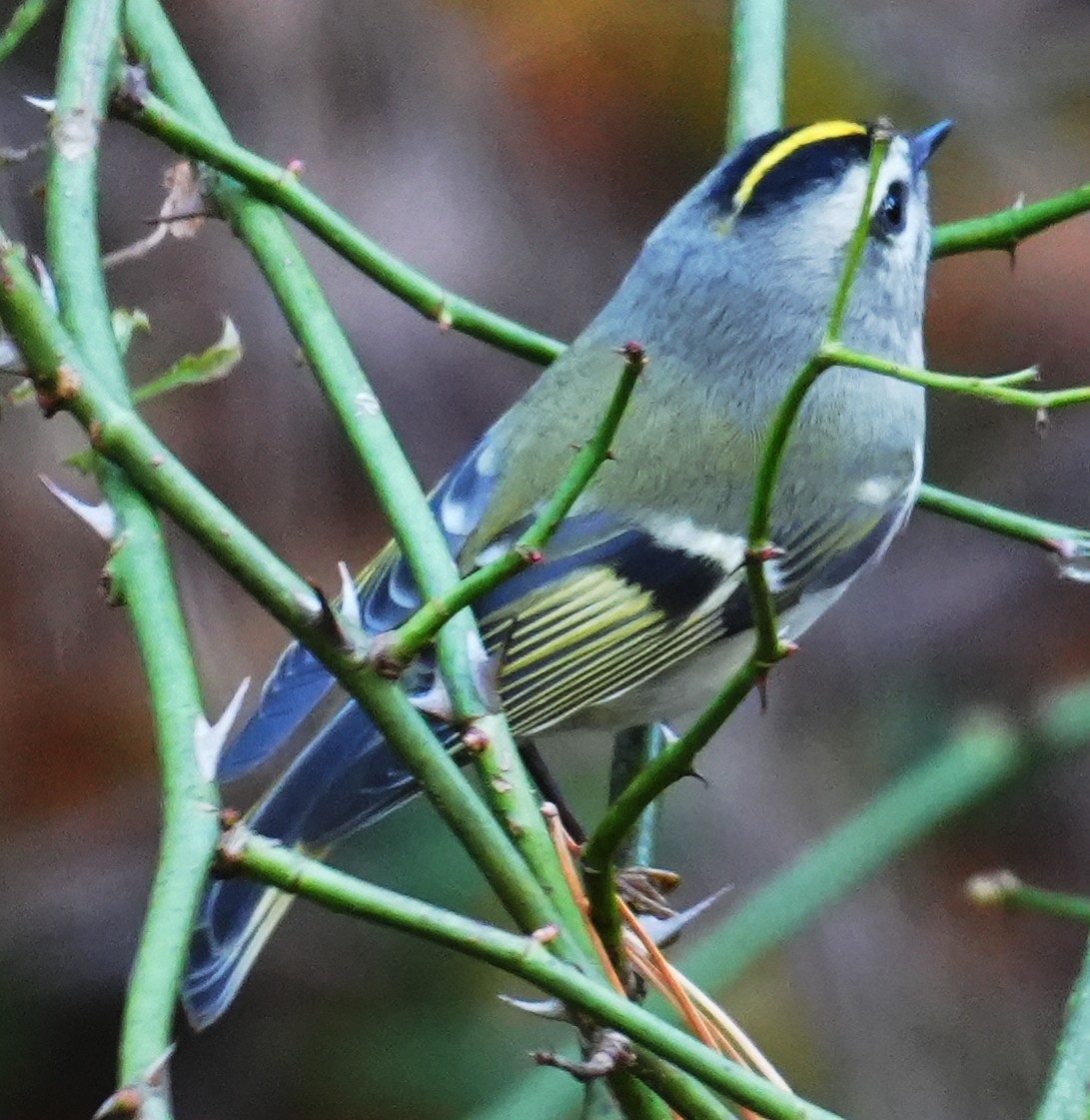 Golden-crowned Kinglet - ML644883622