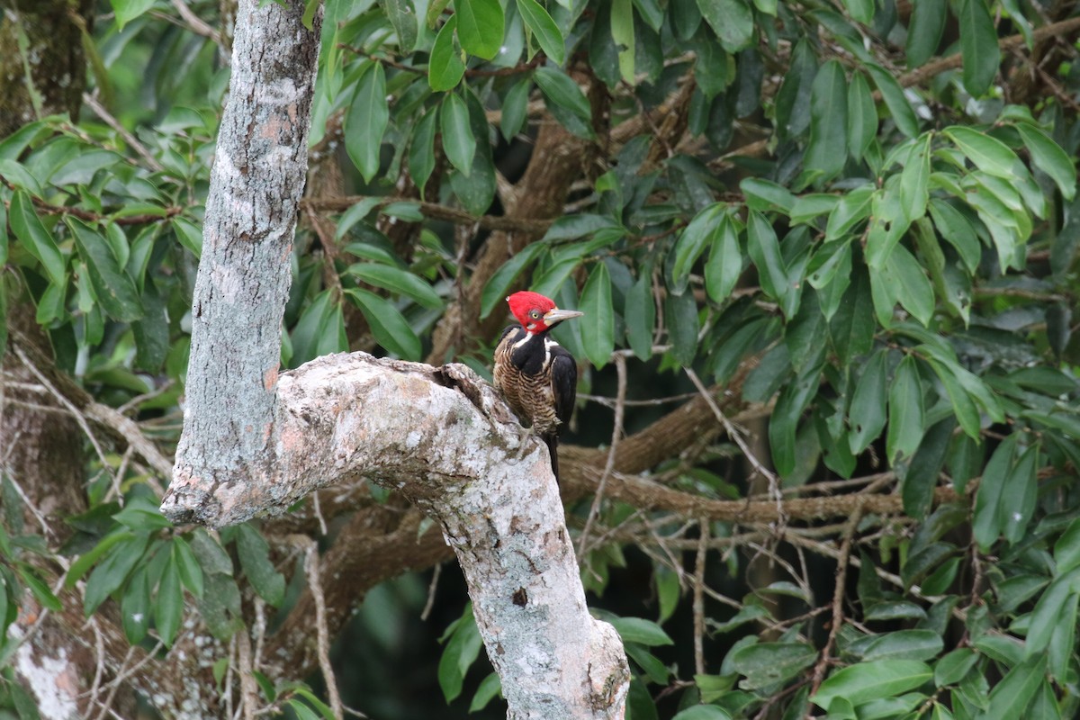 Picamaderos Barbinegro - ML644883627