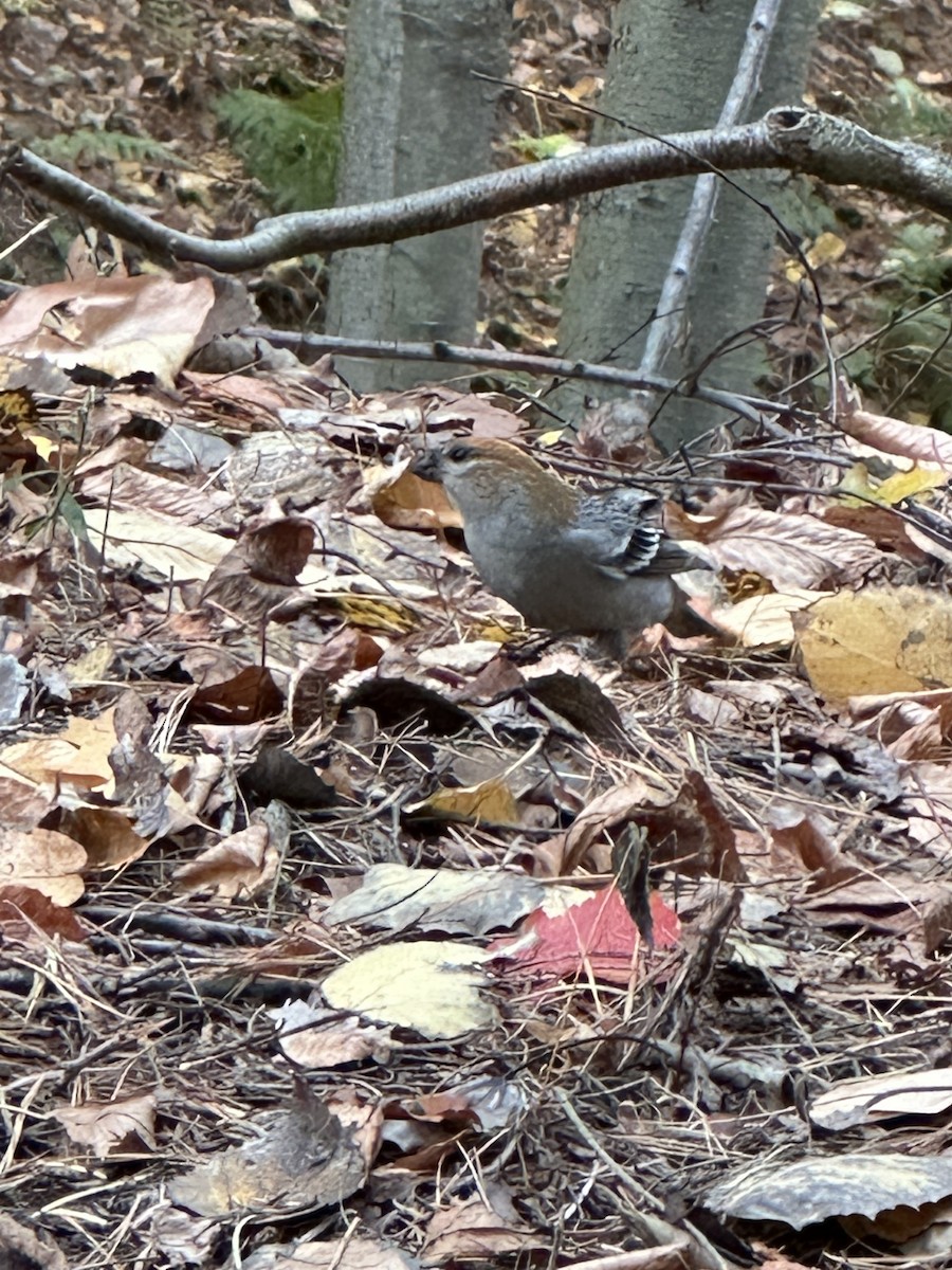 Pine Grosbeak - ML644883642