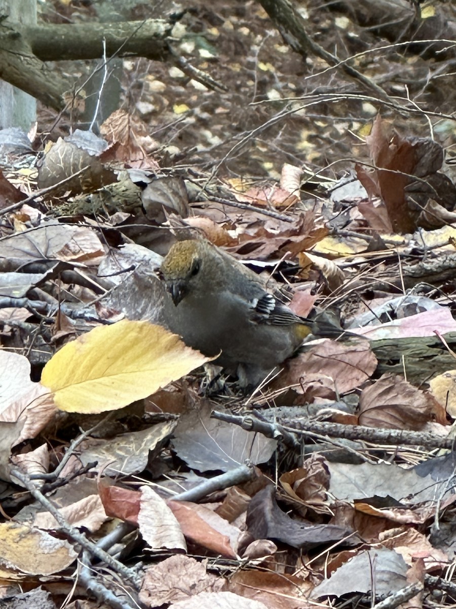Pine Grosbeak - ML644883643