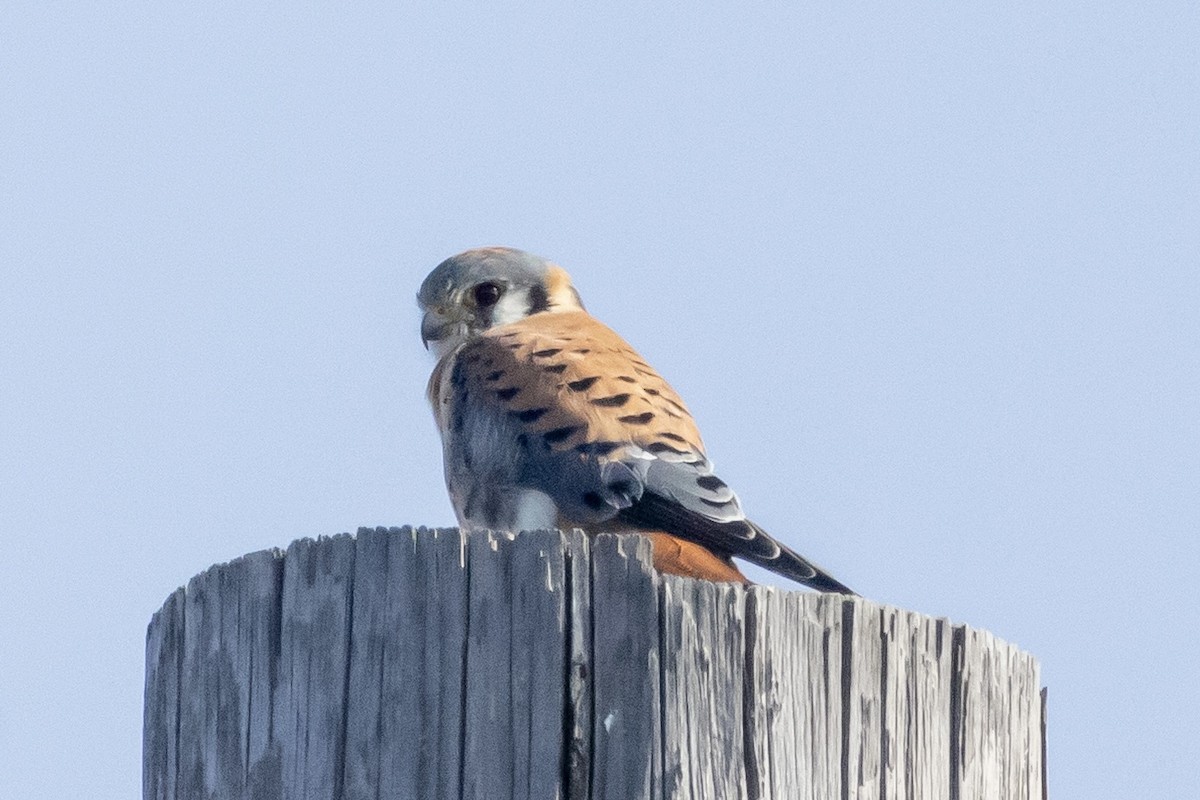 American Kestrel - ML644883646