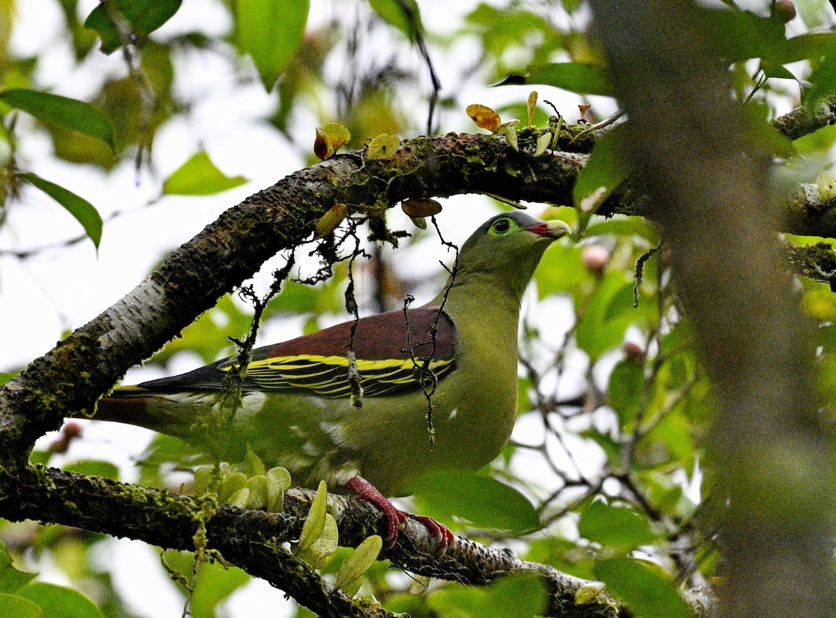Thick-billed Green-Pigeon - ML644883647