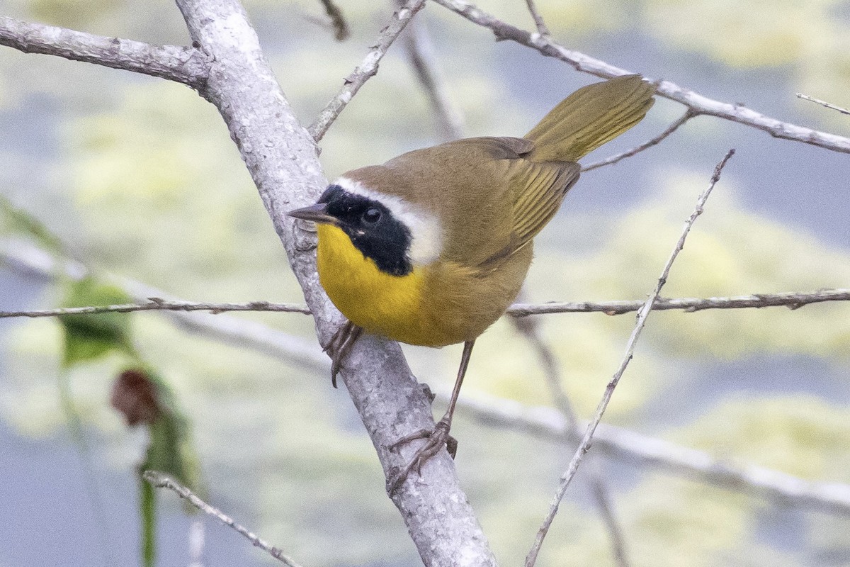 Common Yellowthroat - ML644883655