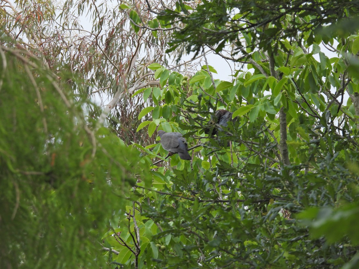 アカメバト - ML644883657