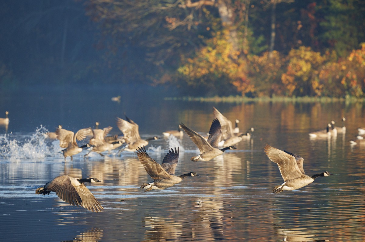 Canada Goose - ML644883663