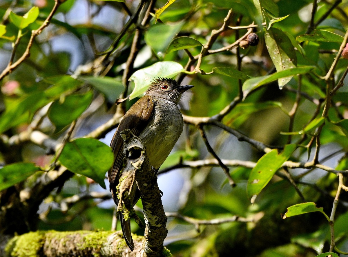Spectacled Bulbul - ML644883671