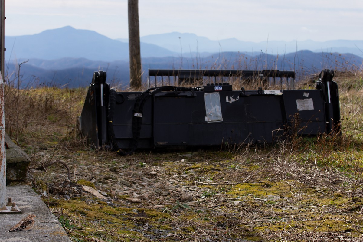 Snow Bunting - ML644883672