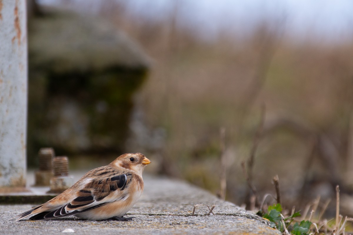 Snow Bunting - ML644883673