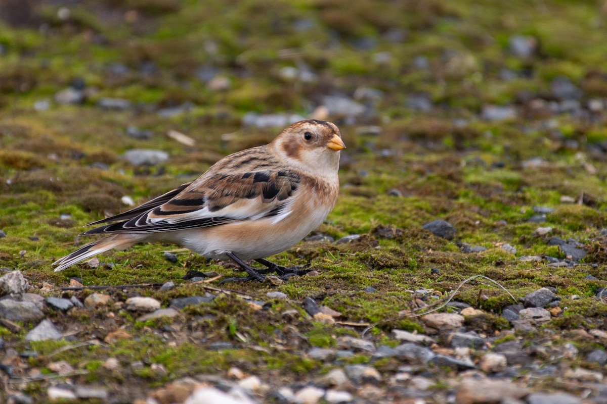 Snow Bunting - ML644883674