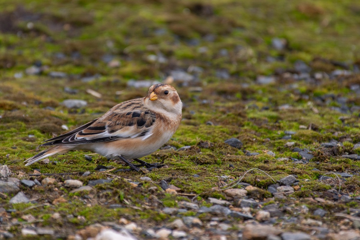 Snow Bunting - ML644883675