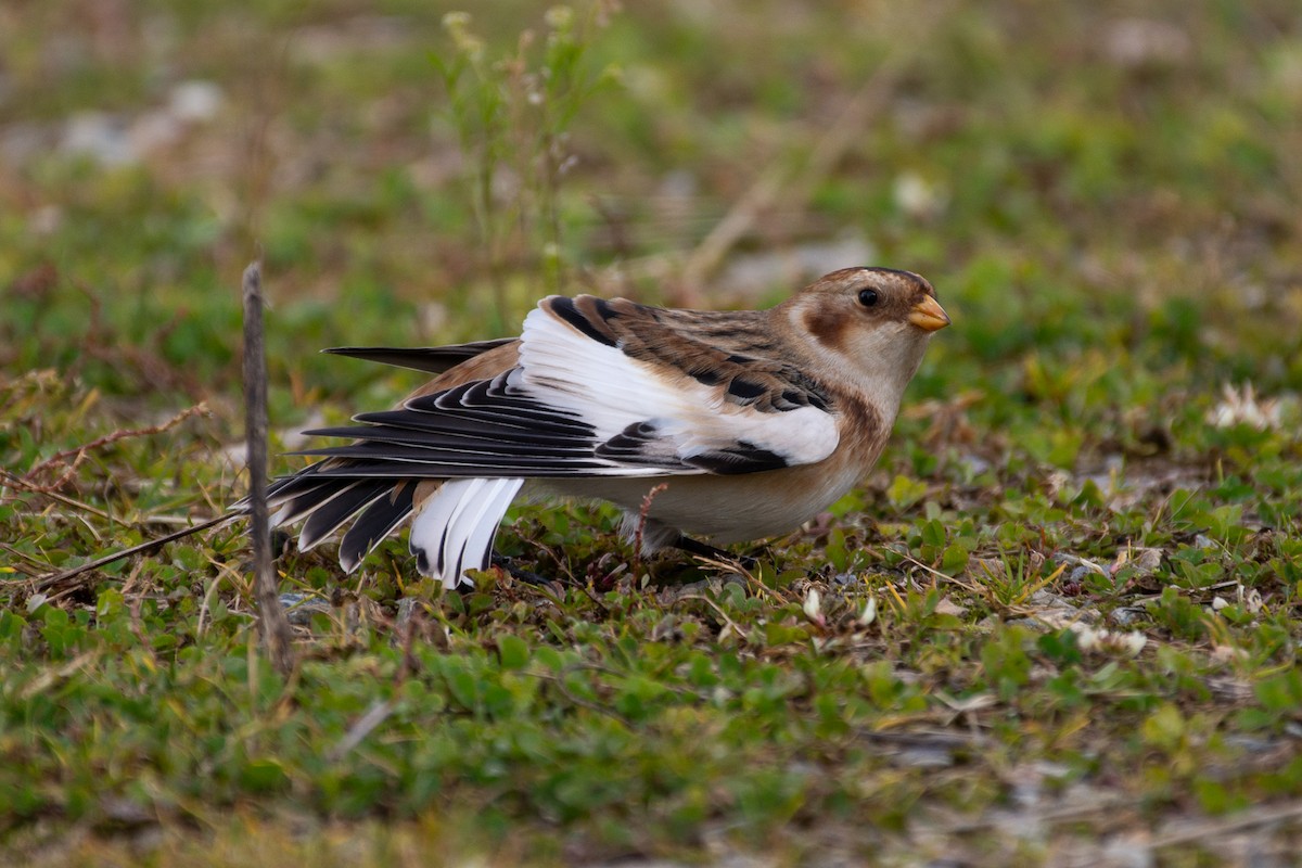 Snow Bunting - ML644883676