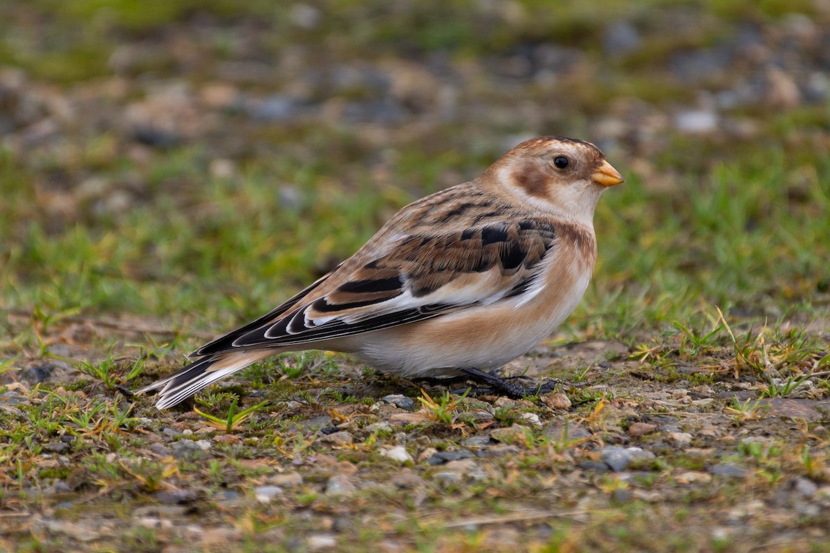 Snow Bunting - ML644883677