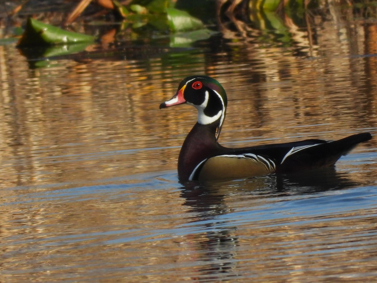 Ahate karolinarra - ML644883689