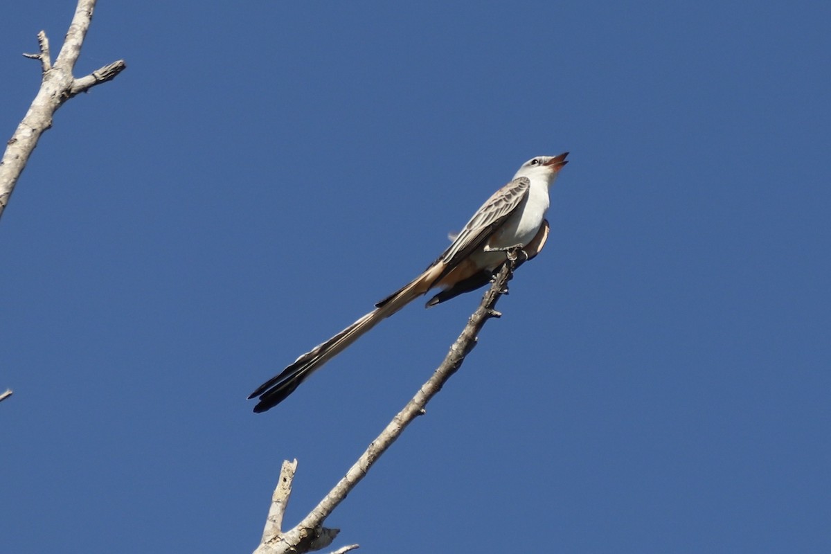 Scissor-tailed Flycatcher - ML644883697