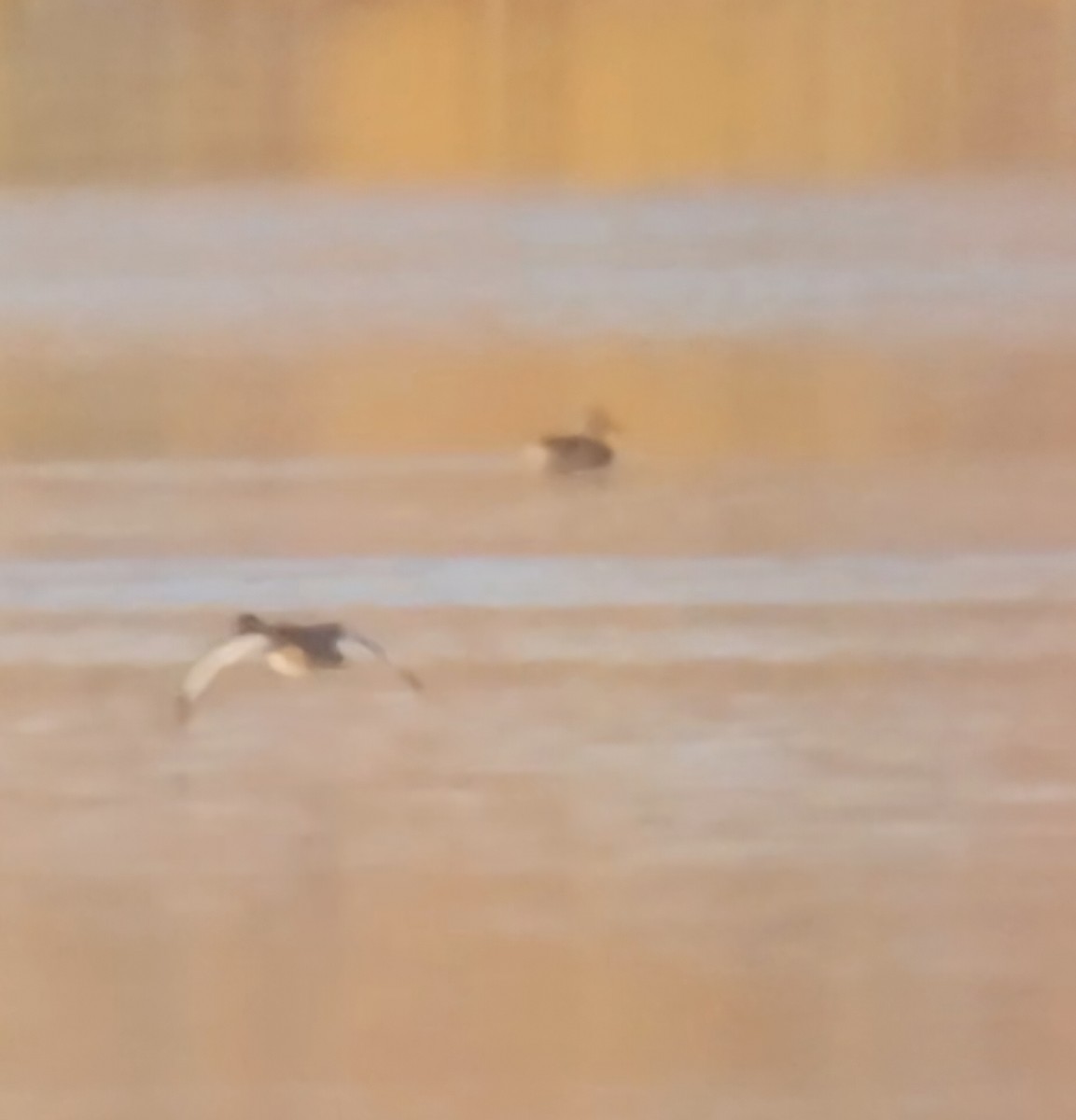 Bergente - ML644883701