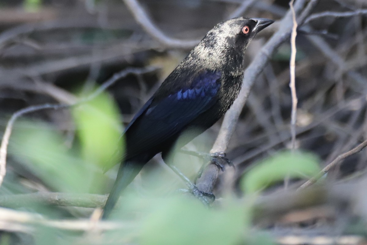 Bronzed Cowbird - ML644883705