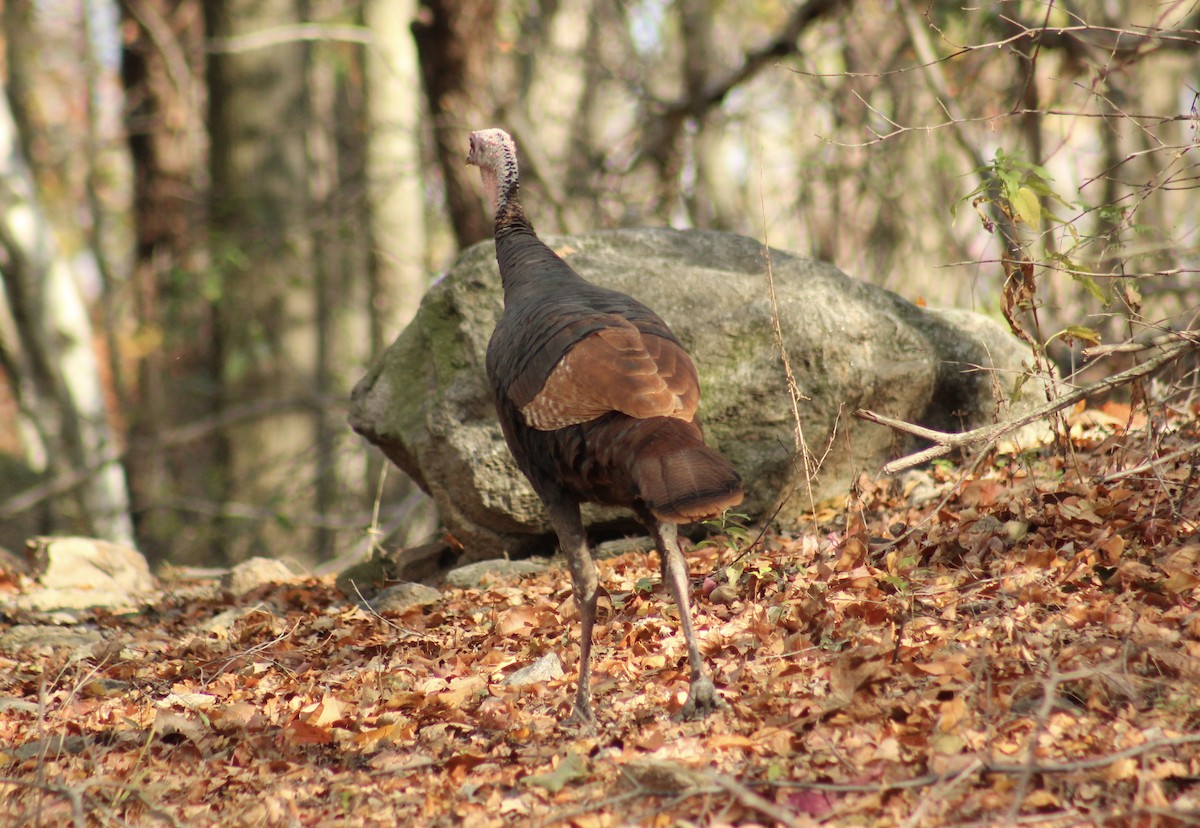 Guajolote Gallipavo - ML644883709