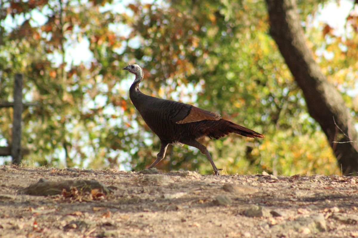 Guajolote Gallipavo - ML644883710