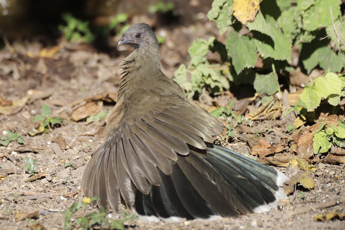 Plain Chachalaca - ML644883715