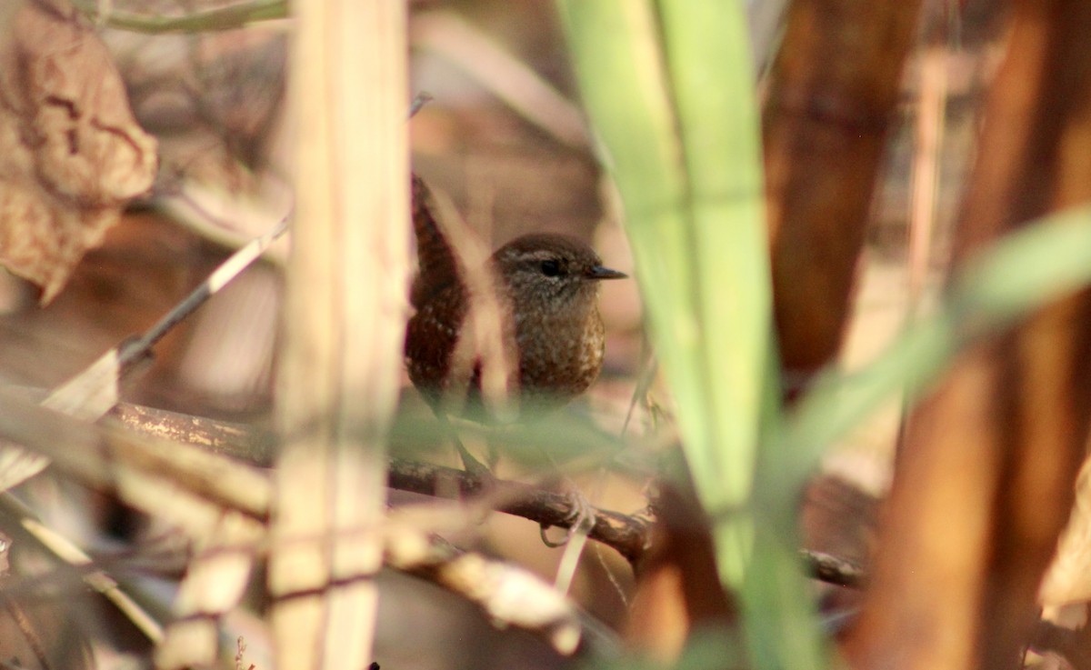 Winter Wren - ML644883717