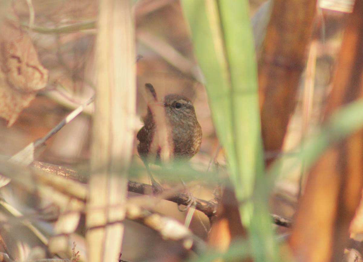 Winter Wren - ML644883718